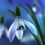 Подснежник-благовестник. Нечунаев Валерий